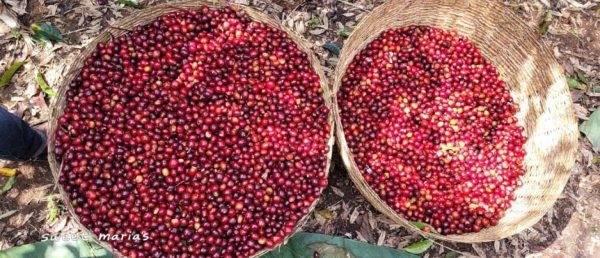 Ethiopian